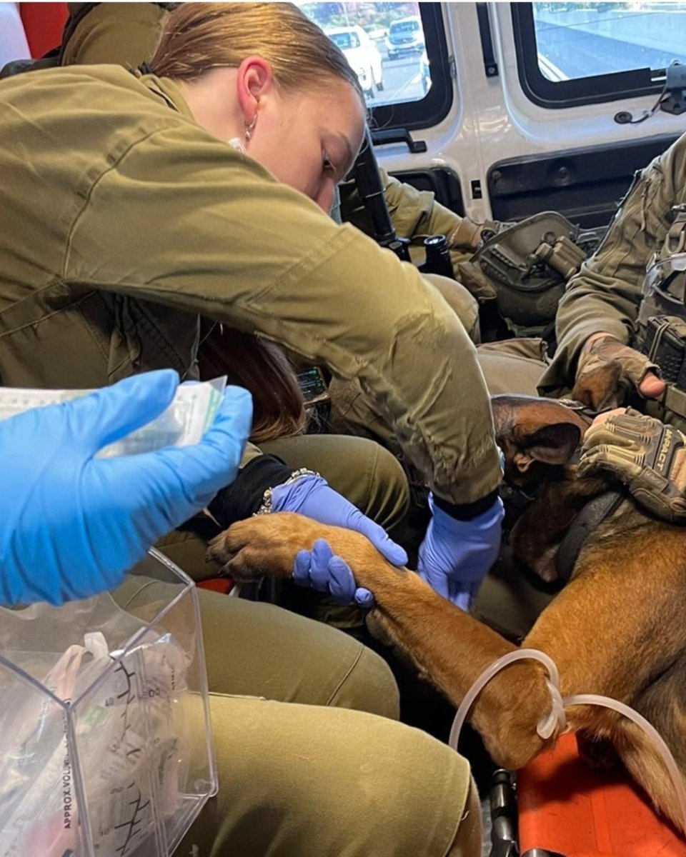 HananyaNaftali's tweet photo. Israeli military paramedic saves a K9 dog who was injured during the Swords of Iron War in Gaza. 

The dog is doing well. #Israel https://t.co/oRCOf0QQph