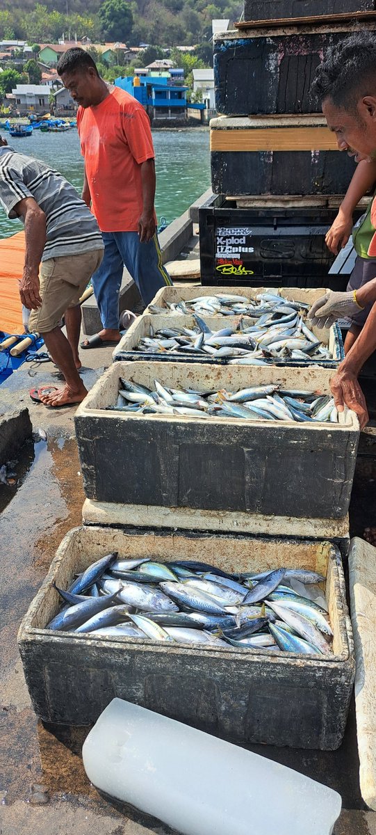 YohMariaVianei's tweet photo. Jumad (10/11), Yoh Maria  Vianei Keni Bolen, Luhkan Flores Timur, di Pemasar Ikan An. Ibrahim Toni, Desa Lamahala Jaya, Kec. Adonara Timur, mendata produksi campuran ikan tongkol dan layang, sebanyak 1200 kg, harga Rp. 6.000/Kg
#GiatLuhkanSatminkalGondol 
#Flotim #produksi https://t.co/LUGUkmXQ88