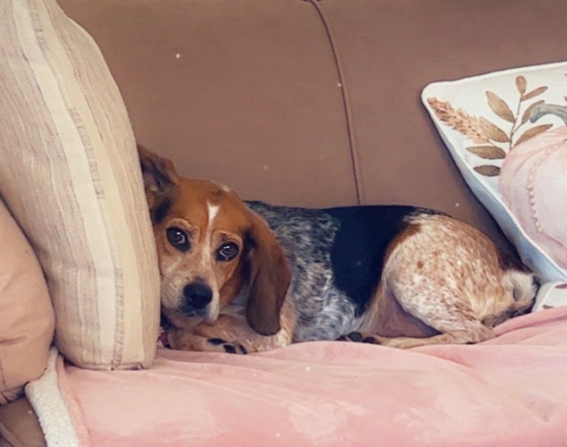 SweetSundaebeagle (@sundaebeagle) on Twitter photo The face you get when you say there's no more turkey...(<a href="/beaglefacts/">Beagle Facts</a> lie detector) #dogsoftwitter #beagles ๐๐ง๐ฅฐ๐จ๐พ The face you get when you say there's no more turkey...(<a href="/beaglefacts/">Beagle Facts</a> lie detector) #dogsoftwitter #beagles ๐๐ง๐ฅฐ๐จ๐พ