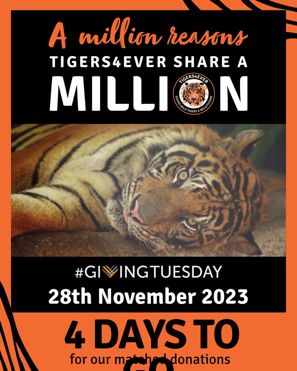 Reports on Saving Bandhavgarh's Wild Tigers from Poachers - GlobalGiving