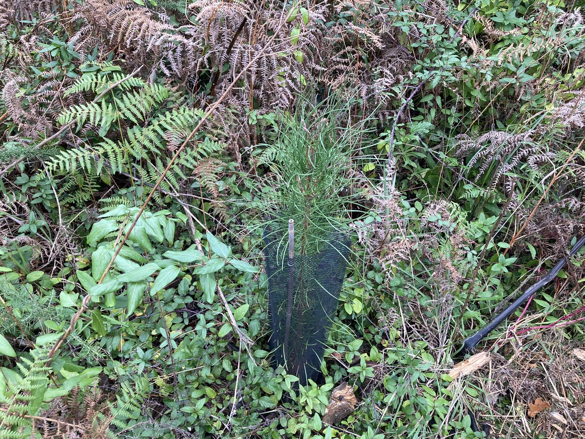 StephanieF3EH's tweet photo. #Anglet #Pignada Un an après le début des replantations, ça repousse bien dans la forêt Pins maritimes et chênes liège sont comptabilisés par une technicienne de @ONF_Officiel 📺 À voir 19h08 @F3euskalherri https://t.co/PfJFiem2h1