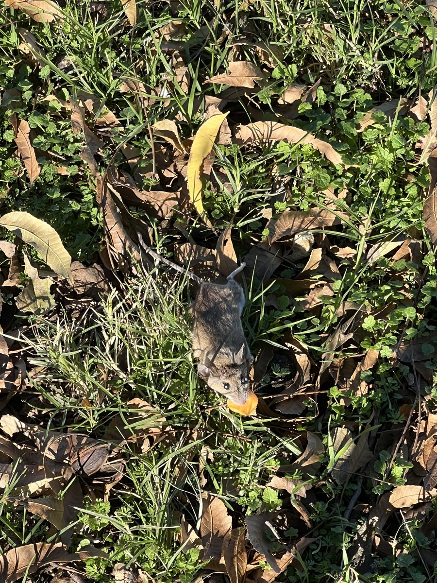 GlitterBisquit's tweet image. Just a friendly reminder…always be careful of free cheese. 😉 #NothingIsFree