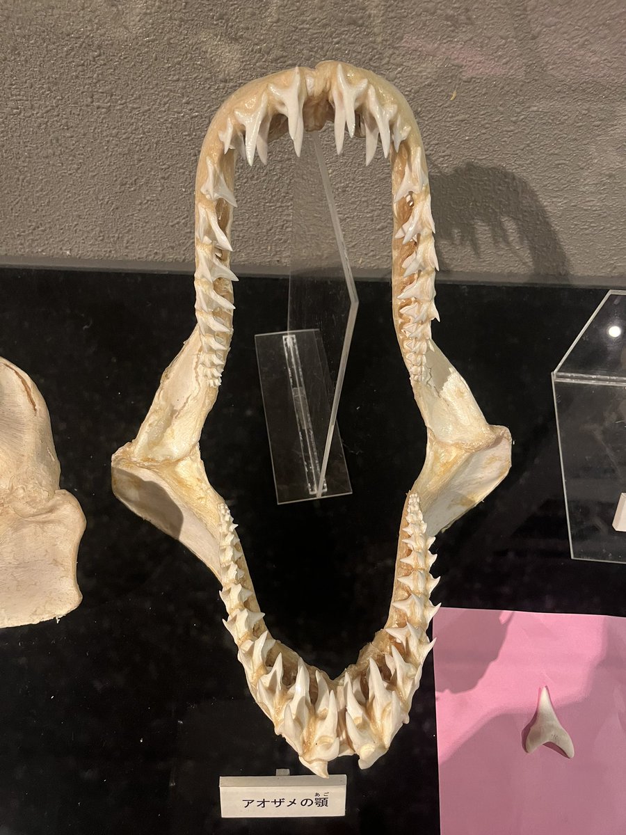 鮫歯、ドキドキする。

おやすみなさい🦈