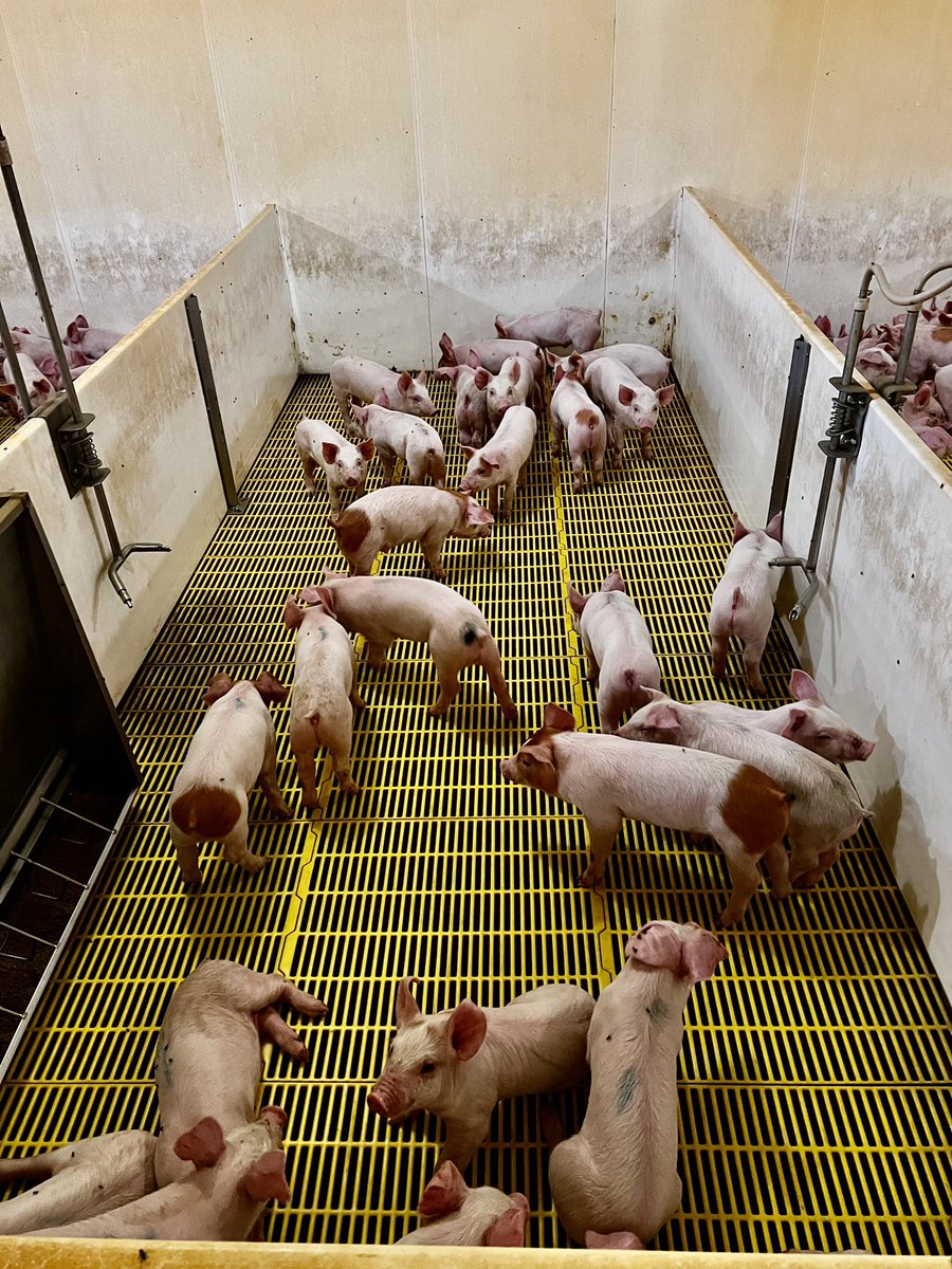 Jason A Lepelaars tweet media