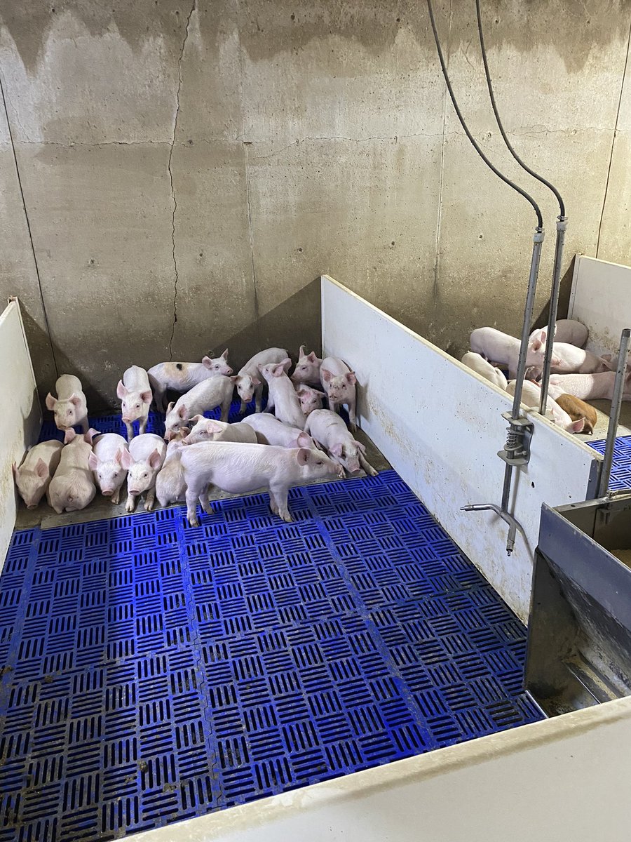 Jason A Lepelaars tweet media