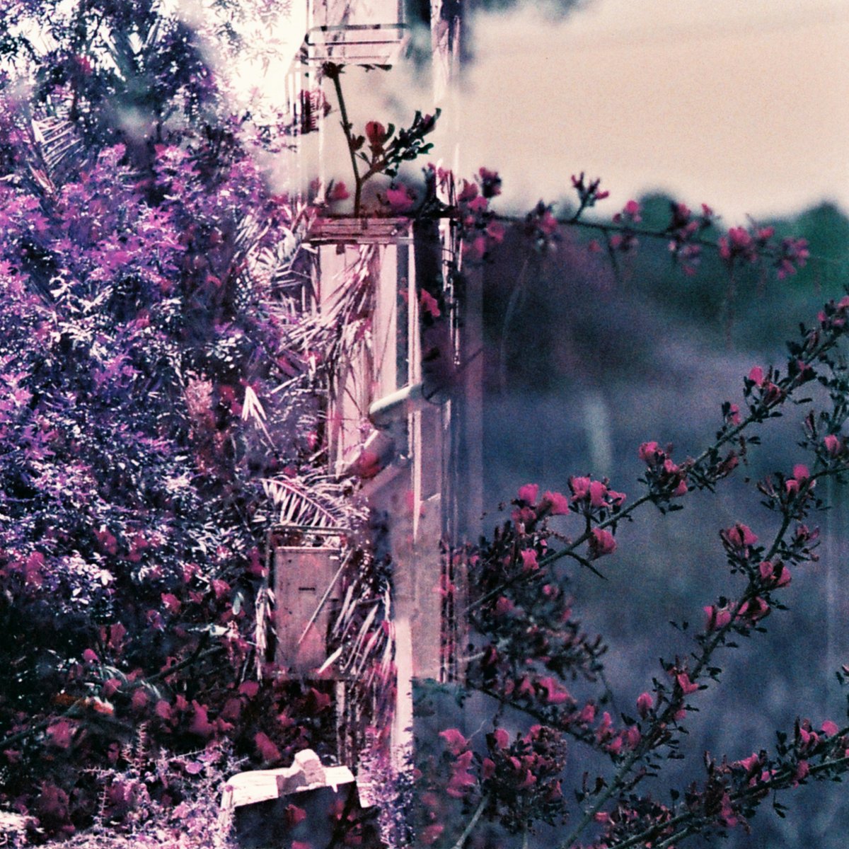 Launchpad+ (@launchpadplus) on Twitter photo Big new release day today!
New album from <a href="/dorsalmusic/">dorsal</a> via <a href="/analoghorizons/">a n a l o g h o r i z o n s</a> - plus new singles from Alice Kim, <a href="/JackalsForever/">Jackals Forever</a>, <a href="/TheNorthBandUK/">The North</a>, Bonneville, The Tall Trees & <a href="/HeresTheSteeple/">Here's The Steeple</a> !
Check them all out here: spoti.fi/3lsThC1 Big new release day today!
New album from <a href="/dorsalmusic/">dorsal</a> via <a href="/analoghorizons/">a n a l o g h o r i z o n s</a> - plus new singles from Alice Kim, <a href="/JackalsForever/">Jackals Forever</a>, <a href="/TheNorthBandUK/">The North</a>, Bonneville, The Tall Trees & <a href="/HeresTheSteeple/">Here's The Steeple</a> !
Check them all out here: spoti.fi/3lsThC1