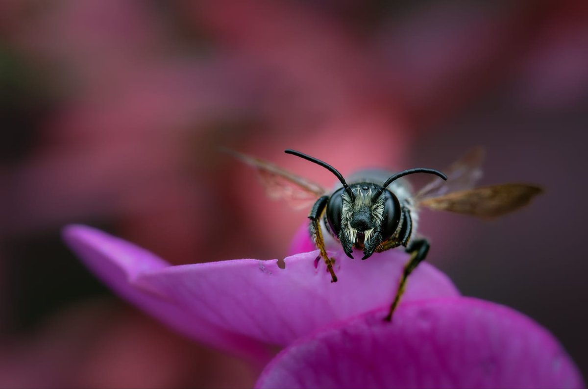 Am vergangenen #FanFriday haben wir begeistert eure schönsten Makro-Fotografien bestaunt!🐛🐌

Vielen Dank an Christine Sue, Regine Heuser, Monika Brożek und Ulrike Bappert für die Aufnahmen!🎊✨

Das Thema für den nächsten #FanFriday lautet: Spiegelungen!📷🪞