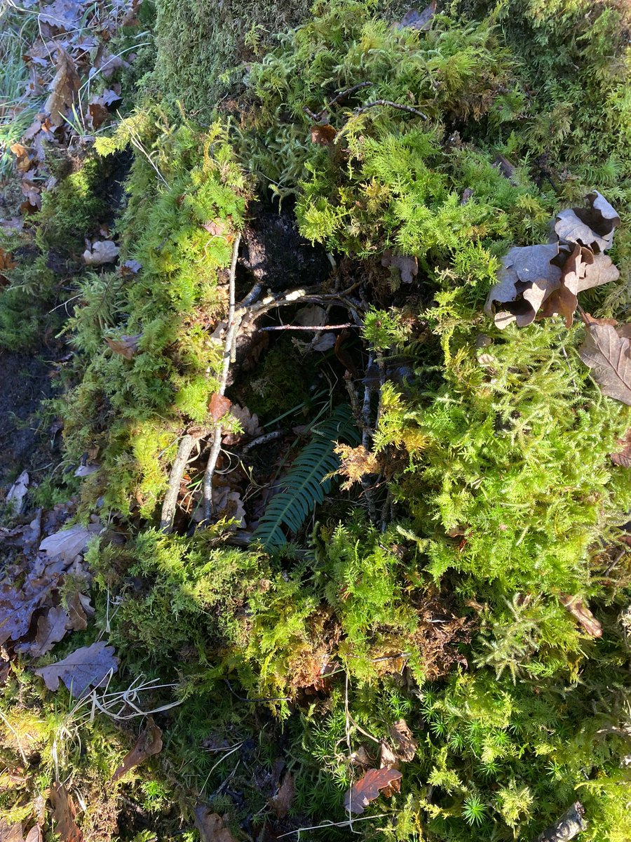 Outdoor learning today involved spelling, mini beast shelter building and looking at spots for a possible hydro turbine project.
