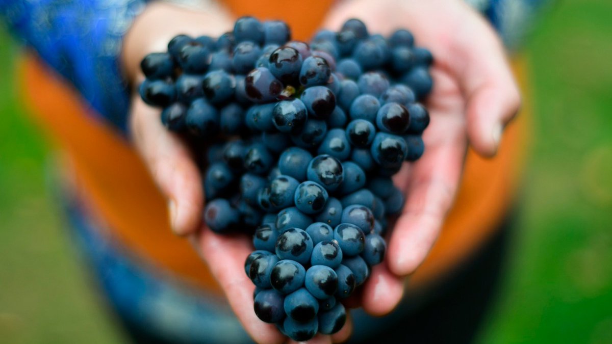 MinTuryAP's tweet photo. Turismo: El Gobierno de la Provincia presenta el programa “Vinos y Sabores de Chubut” 🍷

Más info. en https://t.co/k05xyiU6QD https://t.co/e9y9y6cmMJ