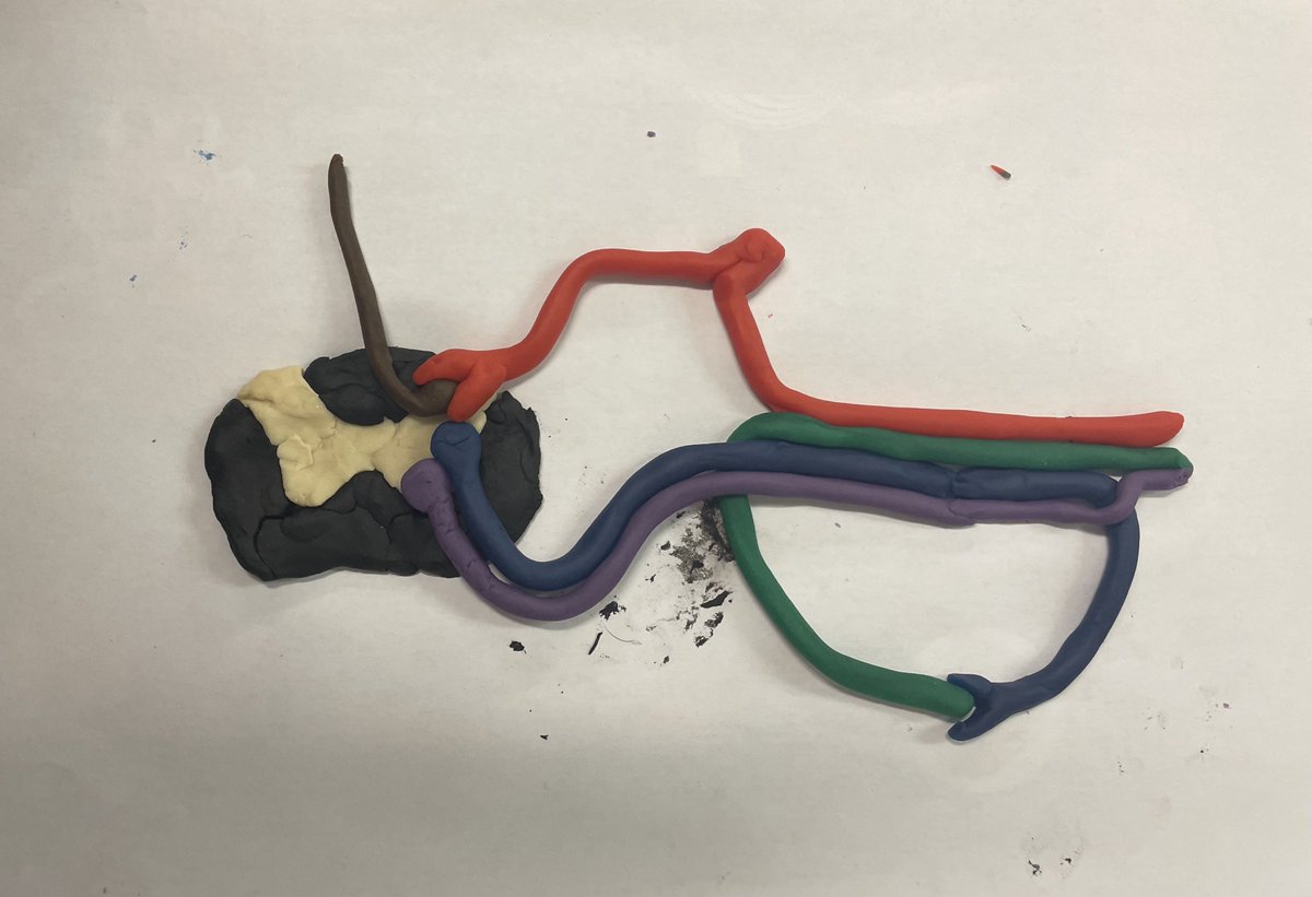 Had a fun plasticine session with first year meds today! Can you tell what it is?