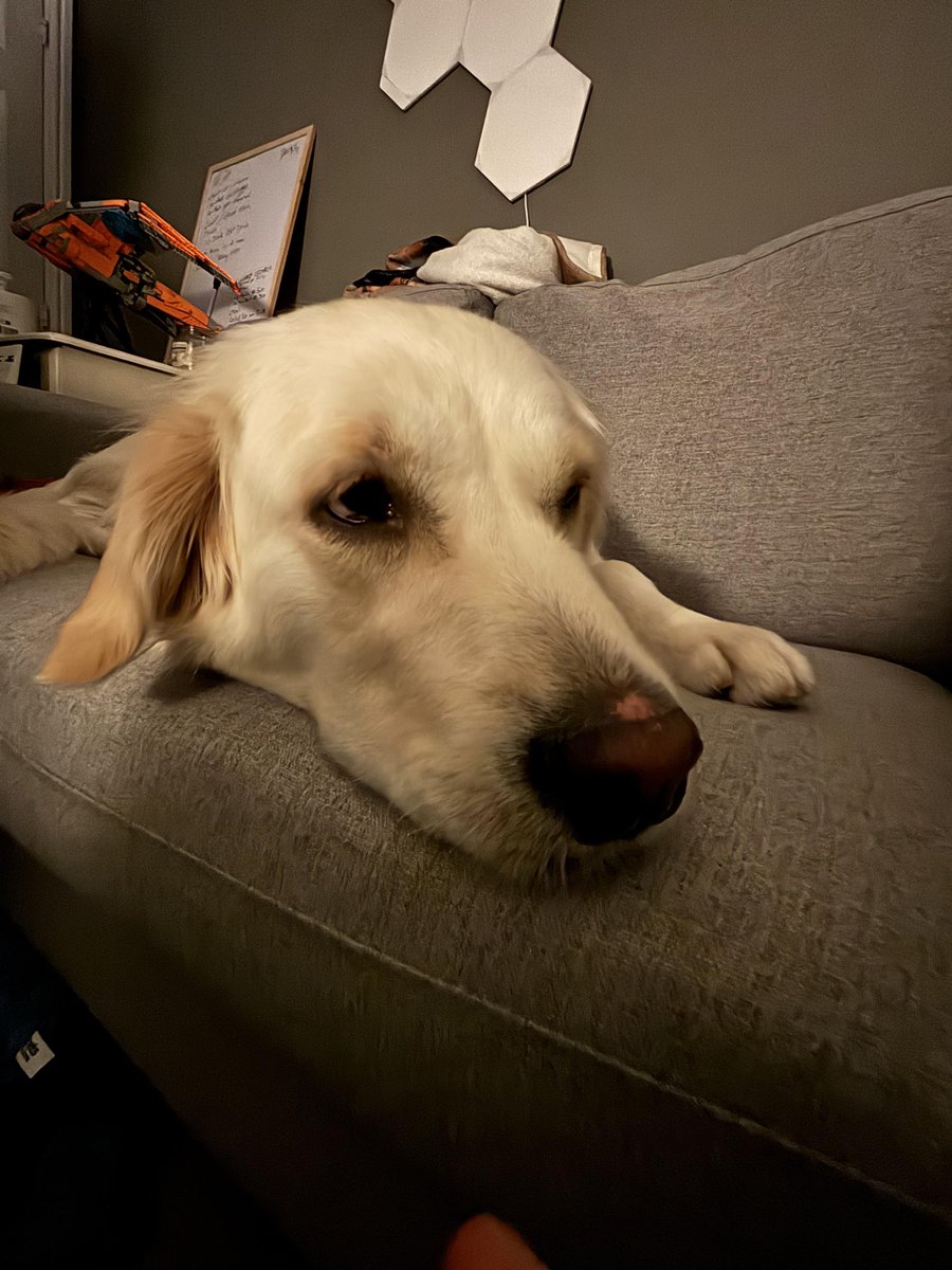 Sleepy Girl! 

Maybe this time she'll stay on stream? 😅

WE ARE LIVE! 

👋 How many balls can you fit in your gate  👋 WE'RE BACK With a bit of Bally gate! 👋  | Baldur's Gate 3 |

Twitch.tv/Grookz_
