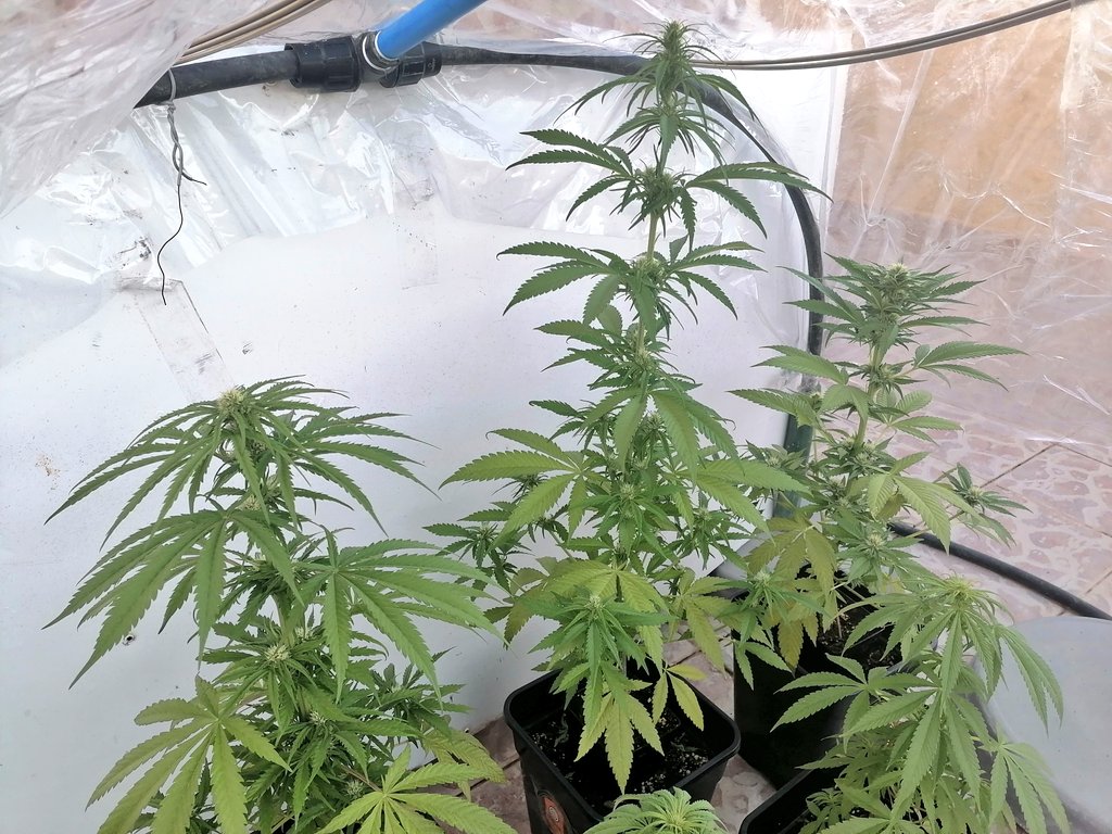 XavierNerjaLM's tweet photo. Ya se van notando los pimientos
🤣🤣🤣🤣😋😋❤️💚❤️💚
#WinterTHC #WinterCBD 🇪🇸 https://t.co/tNrY1HmY8x