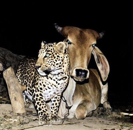There is a village in India called Antoli, in the Gujarat state, here a unique and unexpected story unfolded 

A young leopard would make its way from the wild to seek the company of a domesticated cow. The pair would stay together most of the night, an unlikely friendship in
