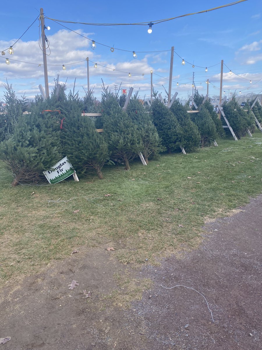 RoverBaseball's tweet photo. t’s the season to be jolly. The @RoverBaseball Christmas Tree Sales are open for business. Open until our stock is gone. Douglas and Fraser Fir on the lot now. Come out and see us. https://t.co/5rKLoN0Ah7