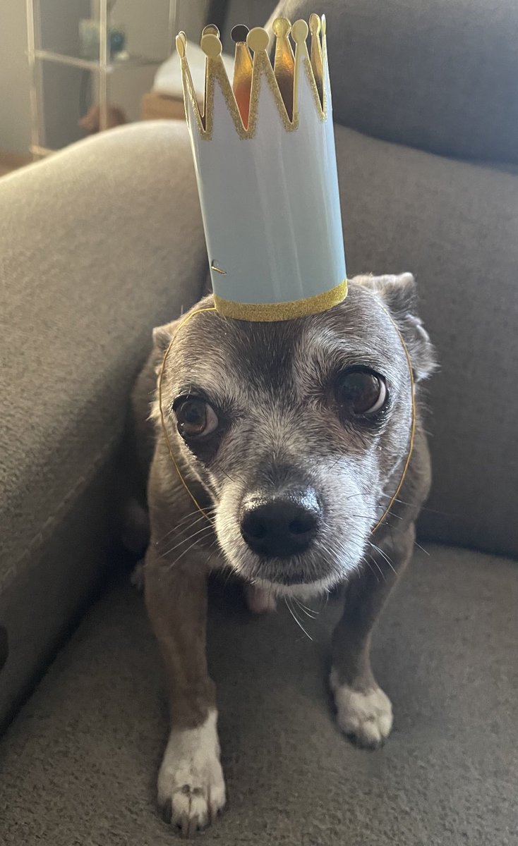 JeffWritesWyrd's tweet photo. Somebody turned 11 today. #HappyBirthday Rico #IHateClothes https://t.co/vfh38wPdg7
