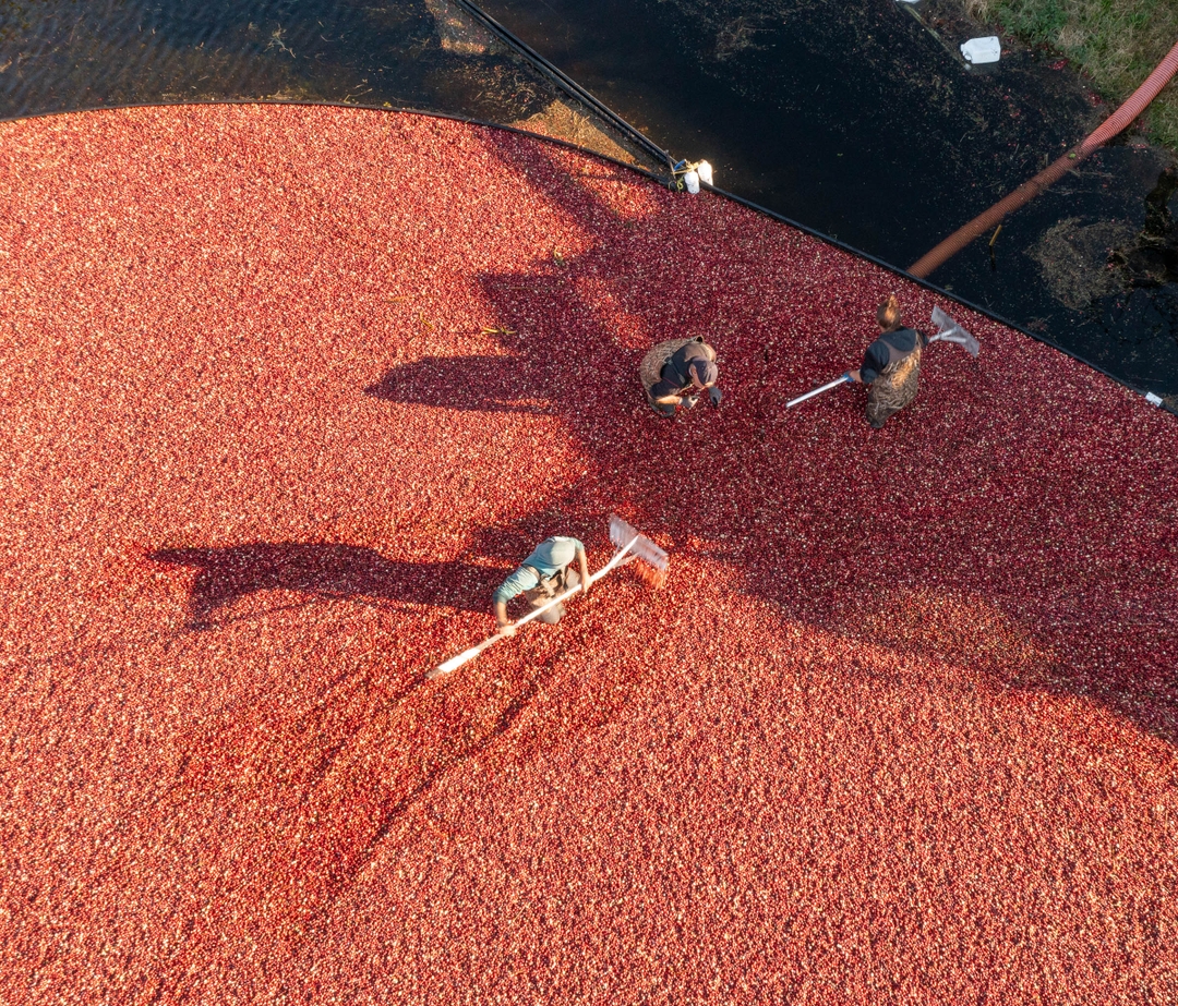 USCranberries's tweet photo. A sea of red and a lot of round-the-clock hard work makes up cranberry harvest.  Find fresh cranberries now in your local grocery store and buy extra for your freezer for use throughout the year! https://t.co/RVADrIu5vD