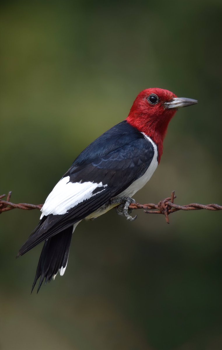 birdcrazed6's tweet photo. GOOD AFTERNOON #TwitterNatureCommunity 📸

The Red Headed Woodpecker is one of our rarest Woodpecker species in the Southeast due to the declining numbers. Yet again, the clearing of land has resulted in the loss of the oldest trees, which is where these birds prefer to nest. 

#TwitterNaturePhotography #BirdsOfTwitter #BirdTwitter