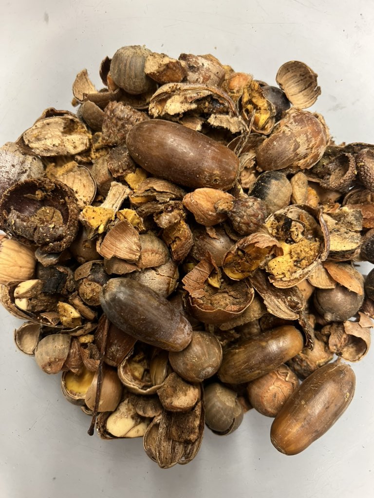 heterocat's tweet photo. It’s the season for tie-dyeing:
Oak leaves and acorns for brown
Iron acetate and goethite for the yellow
And the two combined for the black
#coordinationpolymers
#naturaldyes https://t.co/RtQkwgxAn6