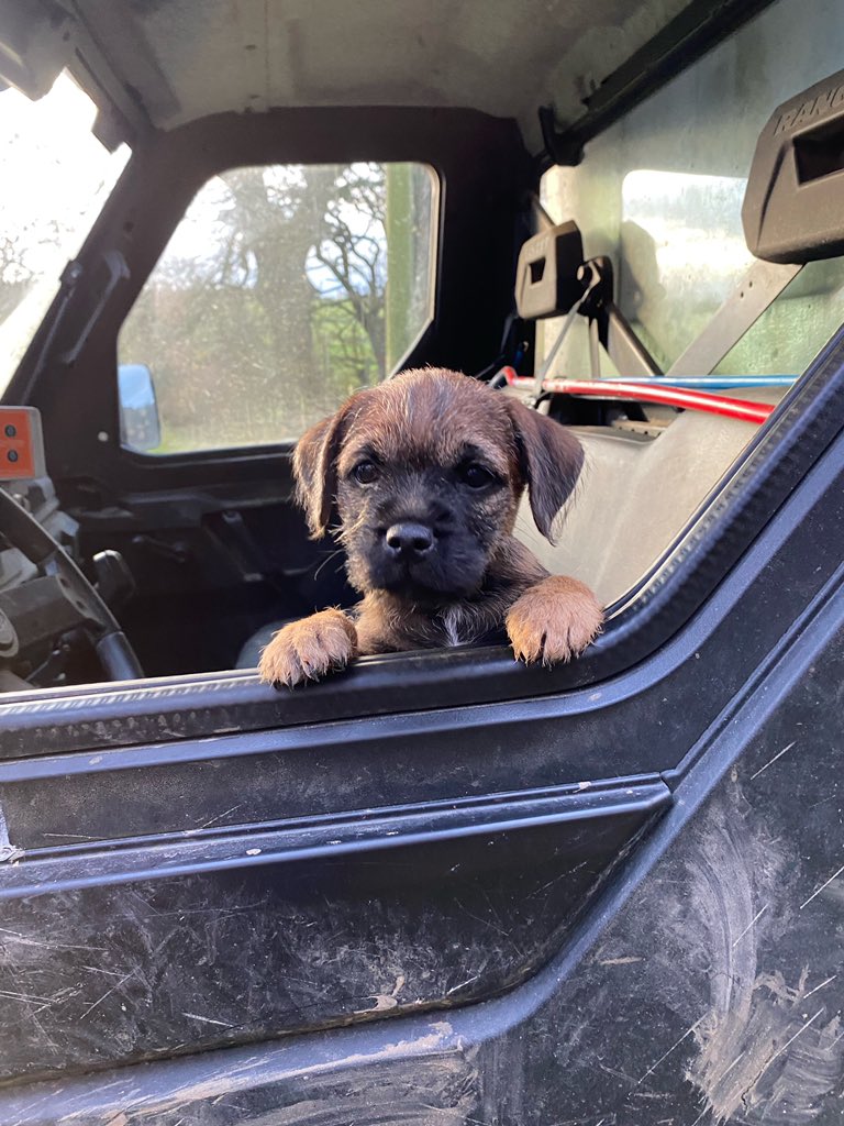 goreemossrach's tweet photo. A tiny piece of heaven on earth ๐ถ #borderterrier #BTPosse #farmingdogs #farminglife #dogsofx https://t.co/qDZLKGEZvL
