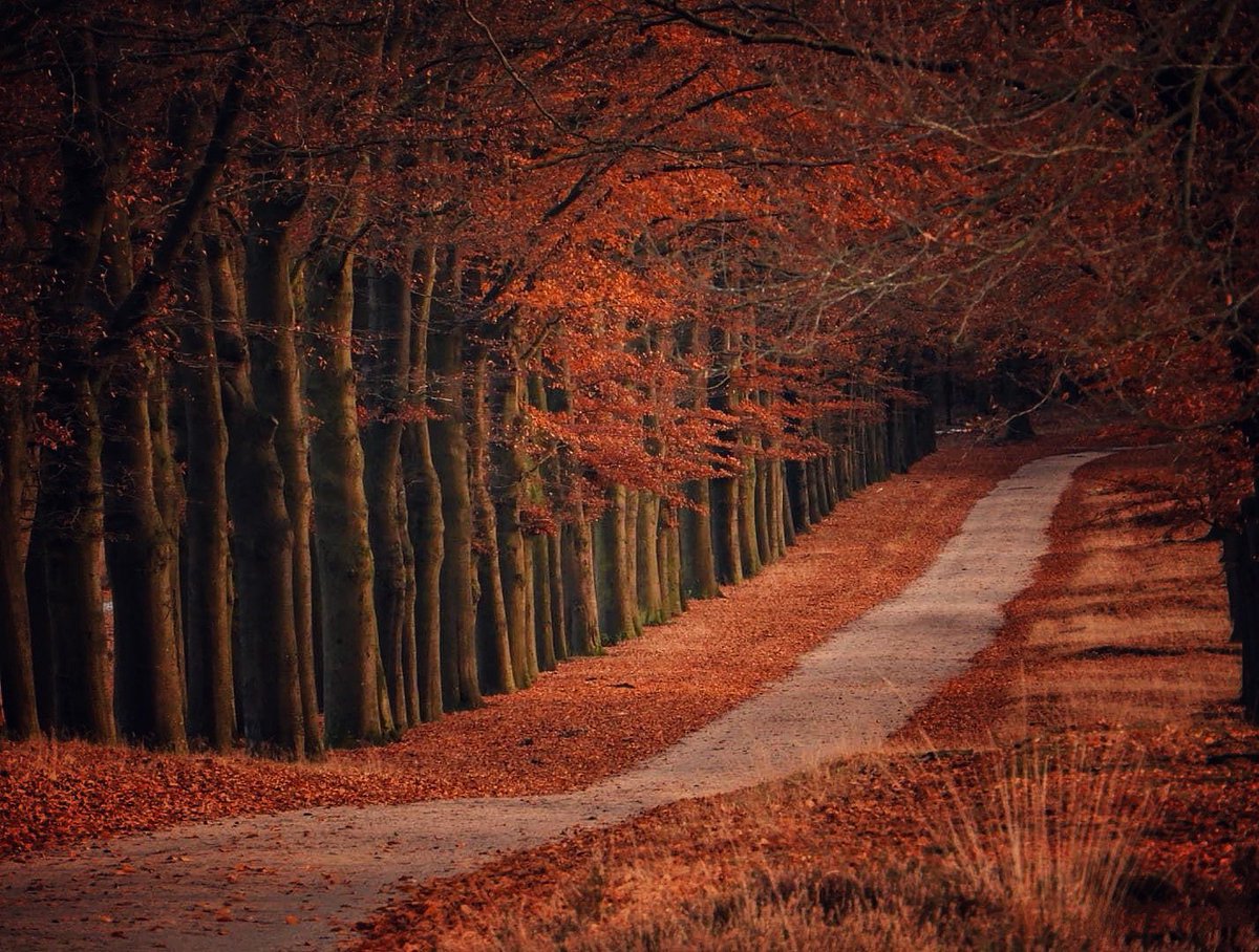 Nog even genieten van de mooie herfst kleuren in de bos 🌳 🍂fijn weekend!