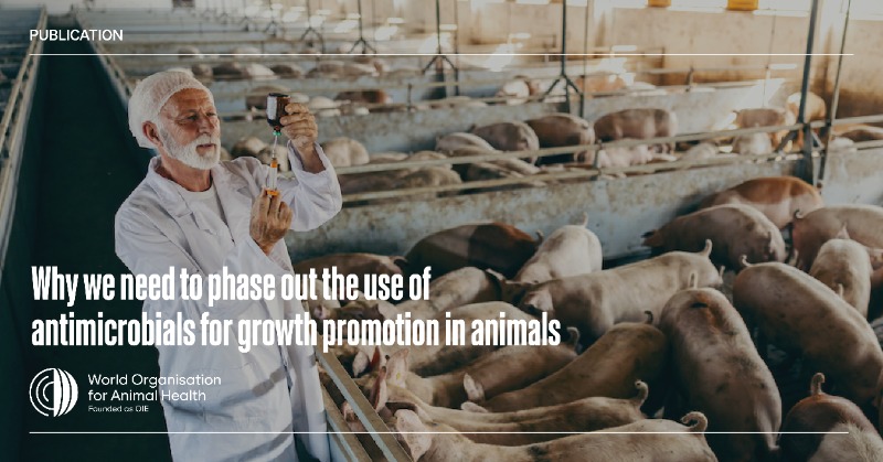 WOAH's tweet photo. Using antimicrobials to promote growth in healthy animals can contribute to #AMR. We urge veterinary authorities &amp; the animal industry to limit the use of #antimicrobials to treat, control &amp;, when appropriate, prevent infectious diseases to preserve their efficacy. #WAAW #WAAW23