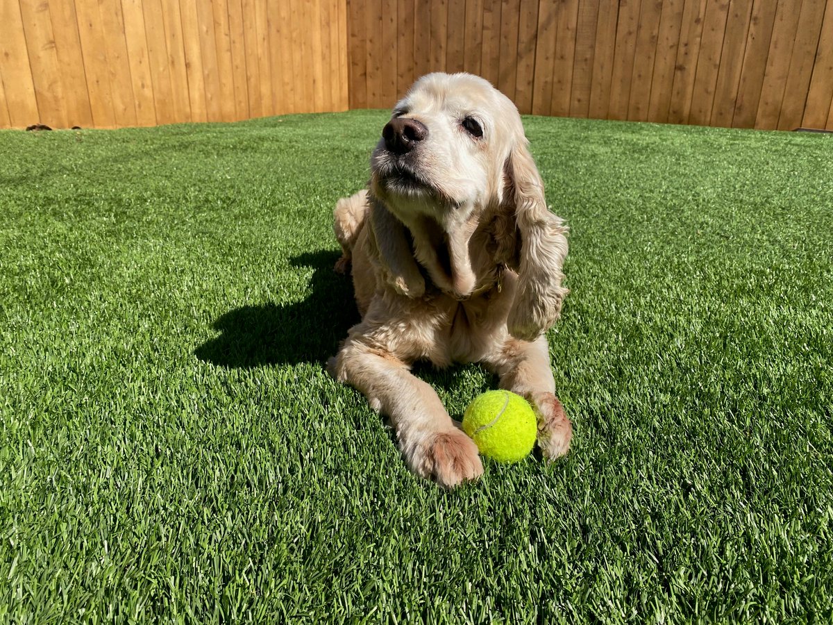 Your gift today at sdhumane.org/GivingTuesday will be DOUBLED to make twice the impact for animals in need! Thanks to a generous matching gift of $50,000 from <a href="/TheJEMProject/">The JEM Project</a>, you’ll save the lives of TWICE as many pets and wild animals!