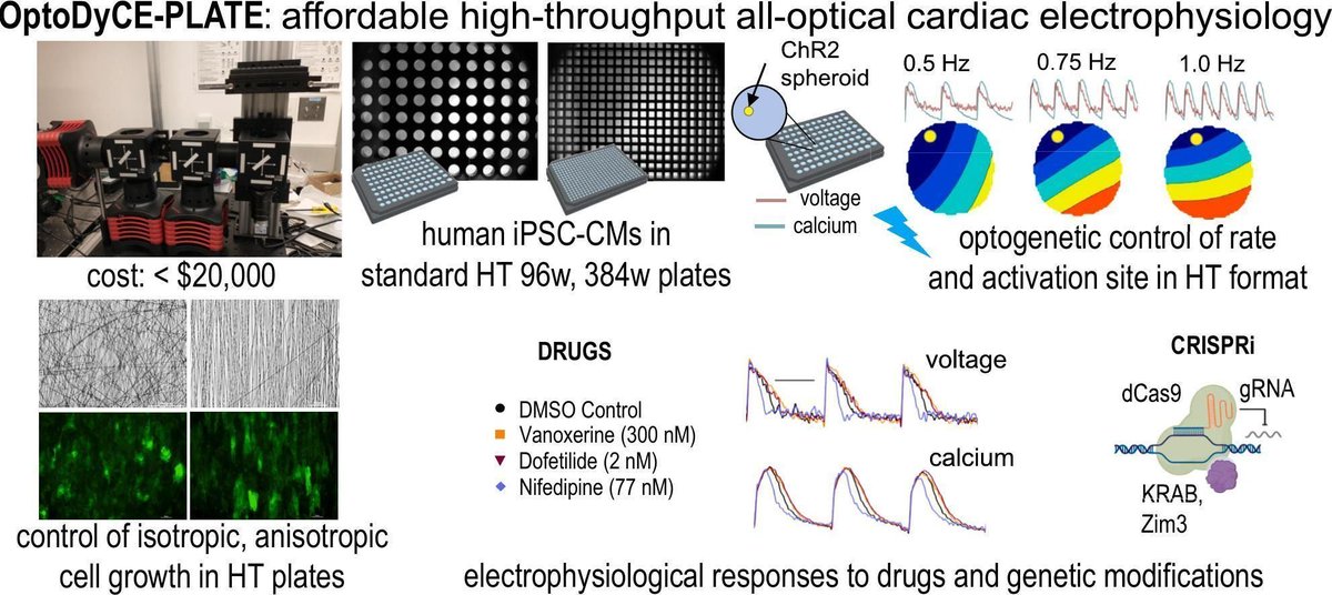 Published in @JMCCPlus #opticalmapping special issue! OptoDyCE-plate is a high-throughput low-cost system for all-optical #electrophysiology imaging in human #iPSC-#cardiomyocytes, for #cardiotoxicity drug screening. @emilia_entcheva @GWtweets
buff.ly/3sTylrW