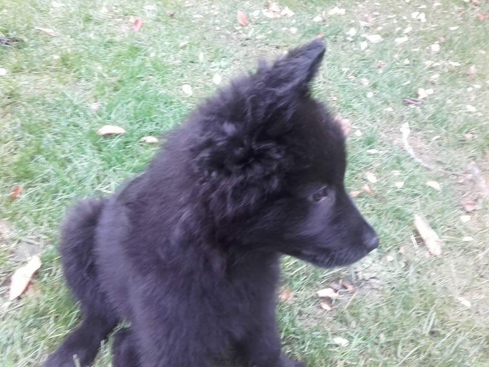 tavumarie's tweet photo. Le cœur d’Harry a lâché…

Il n’a pas su supporter il était trop faible . Il est décédé cette après-midi. 

Au revoir mon grand ❤️ https://t.co/ouWhXC9eS2