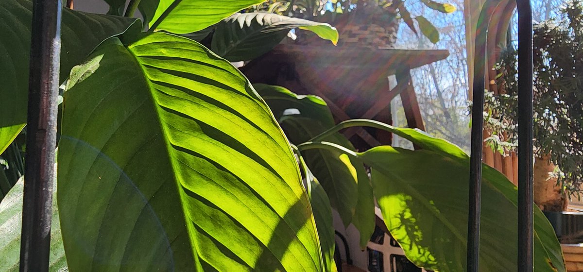 I understand now
why Puccini made my mother cry.
I get it, Mutti.
I am this many days old
and now I get it.

Wish I could tell you.
Listening to LaBoheme.
Which I feel like I am hearing
for the very first time.
And weeping. Good God.