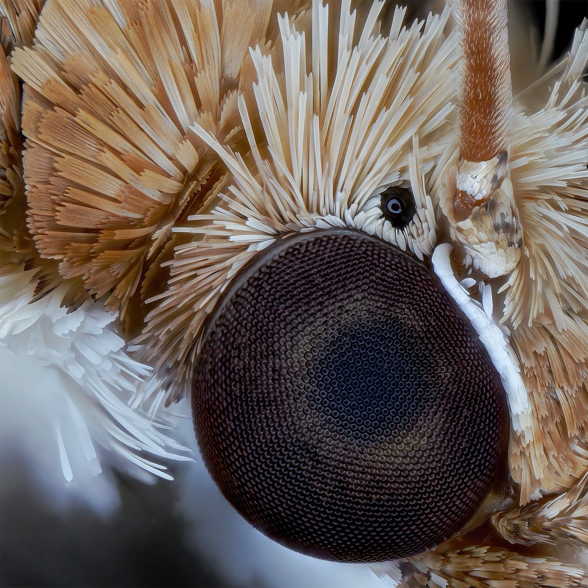 Pyralidae moth. I just found out, that some lepidoptera had ocelli, too. (The small black dot behind the compound eye) I didn’t know that 🤯 This is why i love macrophotography.

#Pyralidae #moth #zünsler #motte #lepidoptera #nachtfalter #entomology