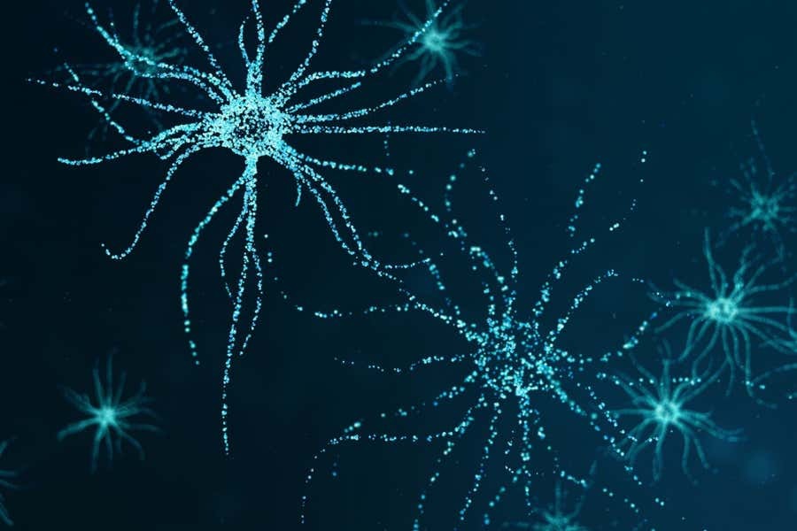 newscientist's tweet photo. There may be cells in your brain that tell you when it's time to eat.

@ClareWilsonMed says a study found AgRP cells in the brains of mice fire faster when the rodents usually chow down – and it might be the same for humans too.

https://t.co/BpwUttRyMa https://t.co/zwtviYqFQK