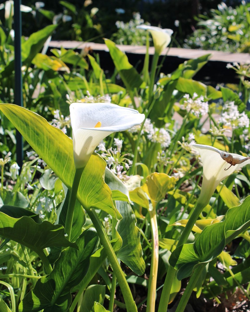 Take a walk around the gardens at #TheCellarsHohenort in aid of a worthy cause.

They are hosting their annual Open Gardens Event in aid of St Luke’s Combined Hospices. 

25 Nov from 11 am to 5 pm
R160 pp| Incl tea, coffee and scones.
Tickets are available at the door.