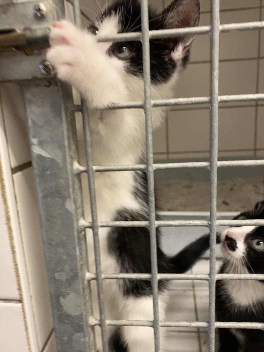 ᶠʳᵃᵘ ᴾᶦᵉᶠᵏᵉ +2 tweet media