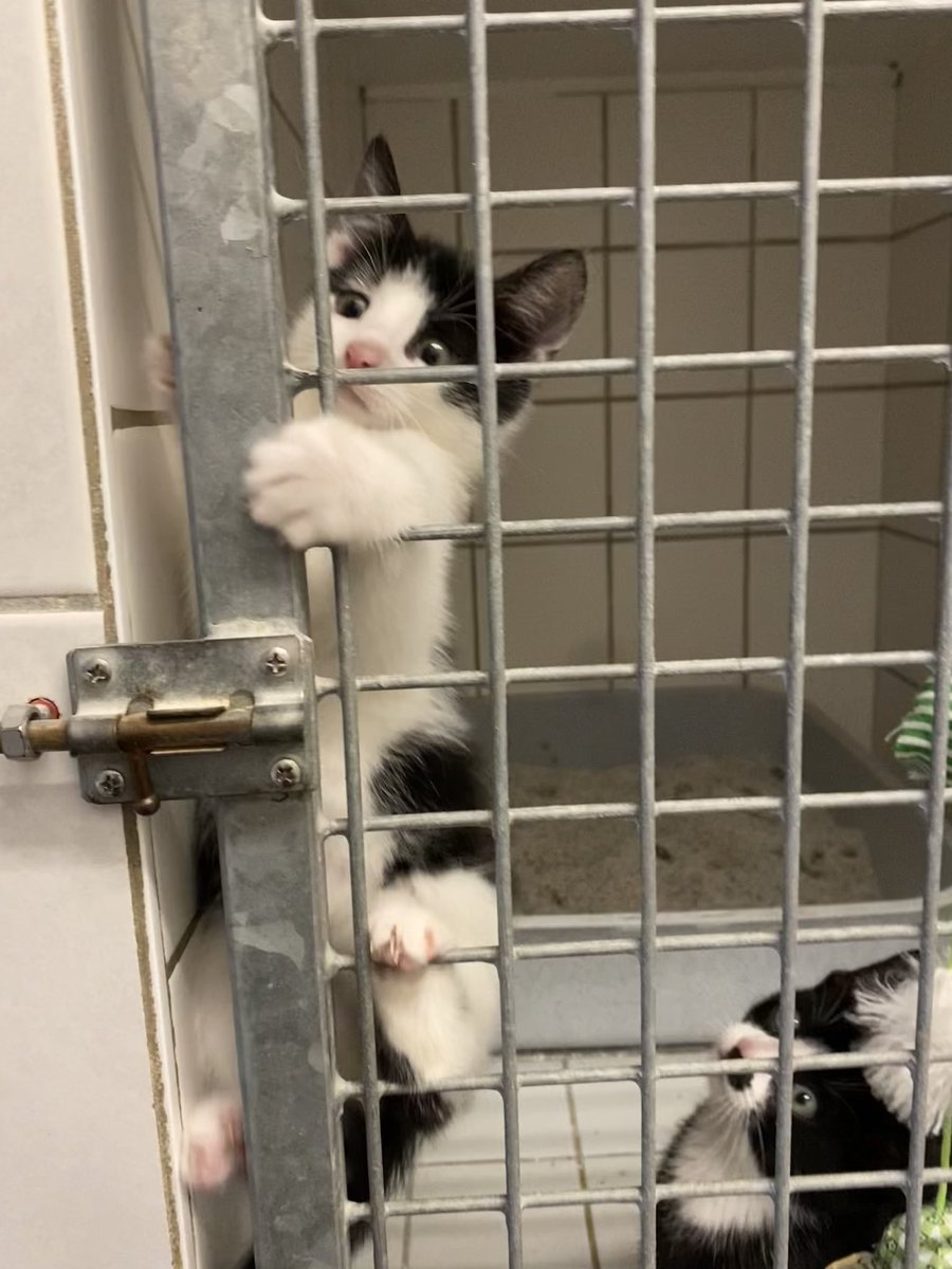 ᶠʳᵃᵘ ᴾᶦᵉᶠᵏᵉ +2 tweet media