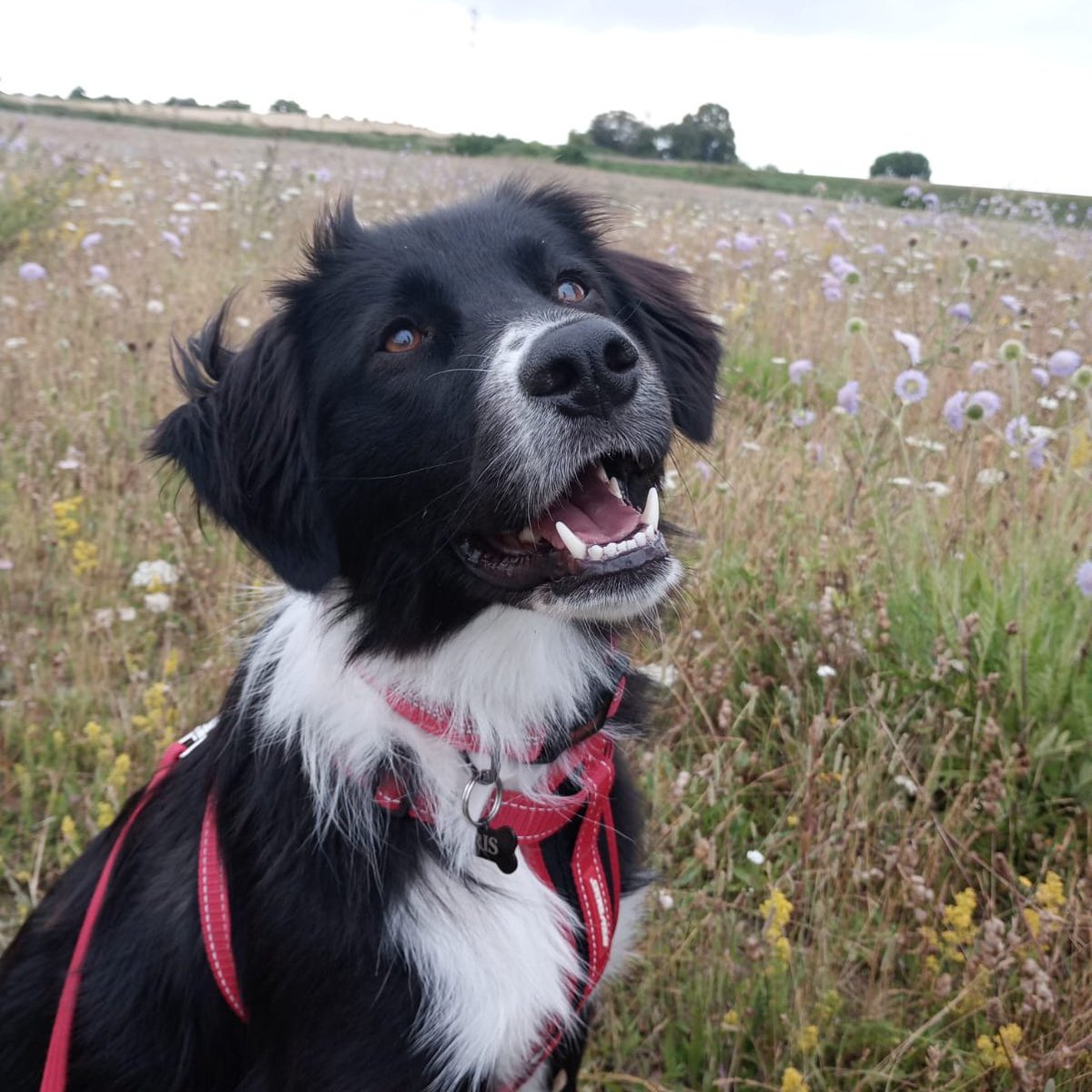 irisdoggy's tweet photo. Hello world! I'm Iris, I used to live on the streets of Romania but now I am living the best life in Norfolk, UK. Lots of treats were consumed in the process of this photo shoot. I just wanted to chase birds but Mum had other ideas 🤦🏻‍♀️🐾 #romanianrescue #dogsofx https://t.co/E4uNDrPKda