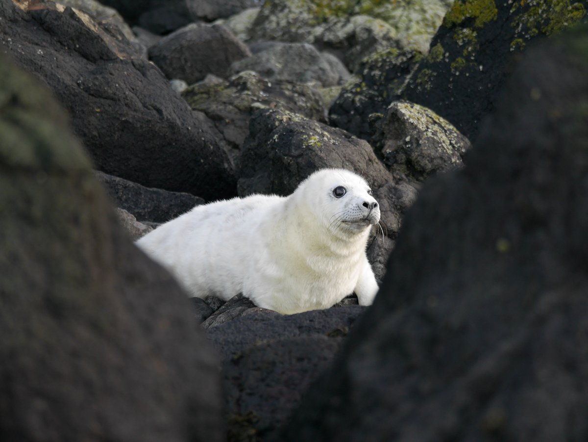 There is a chance that you might come across a seal pup on the shoreline at the moment. If so, the best thing you can do is keep your distance.

For more information on what to do if you think a seal may be injured, visit our website here: seabird.org/wildlife/injur…

📷©️EBurton