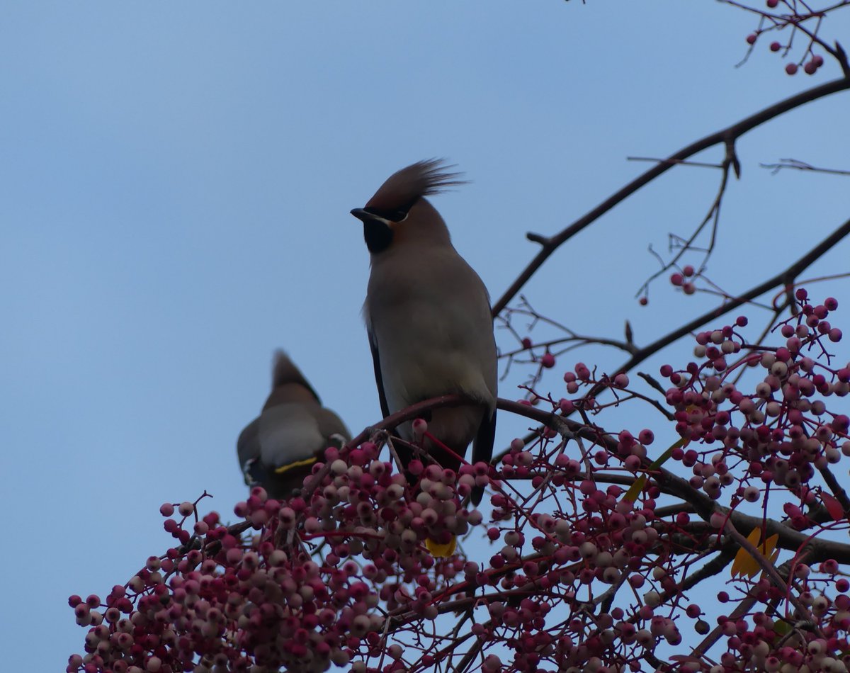 Alexliddle88's tweet photo. A couple of very tame waxwings in Newcastle made the daily commute to uni a lot more interesting yesterday @WaxwingsUK https://t.co/JZakh5gthZ