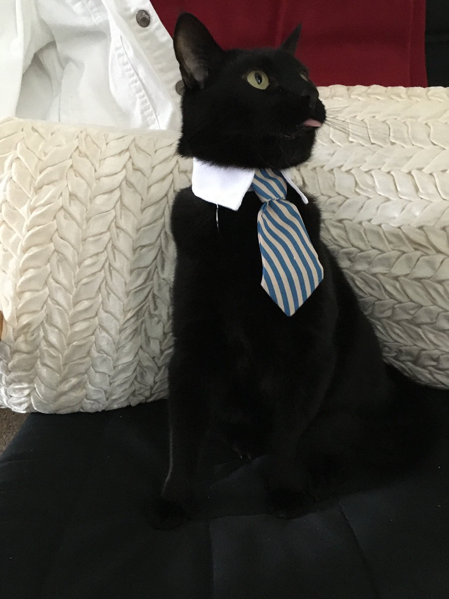 imid's tweet photo. @GailMyerscough If your pet was on a dating website, post the photo that would be their profile pic... https://t.co/HEZiAXrmS4