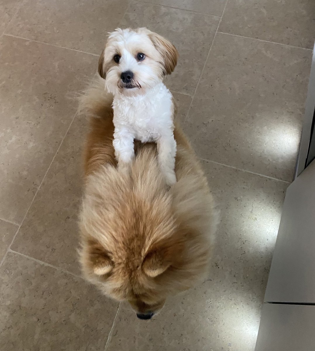 Free Chow Chow rides anyone? 🦁 🐶