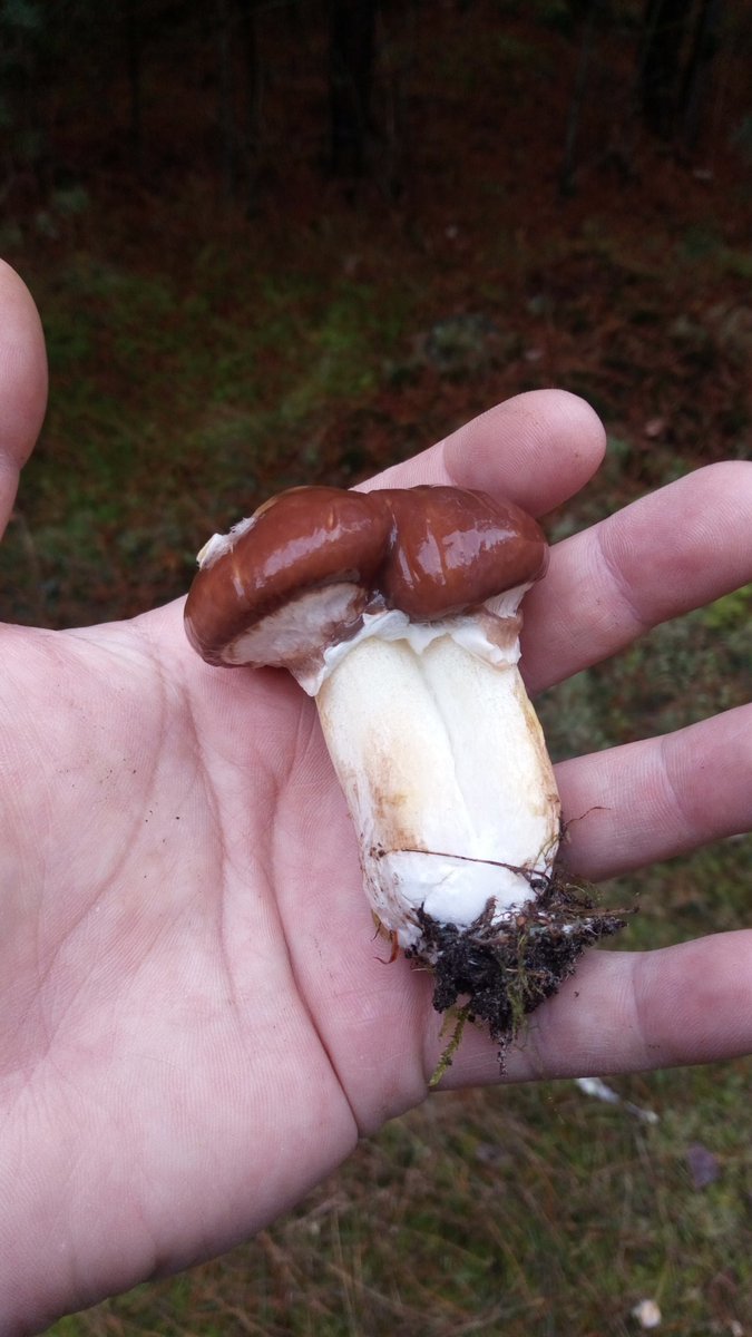 LX8111's tweet photo. Double slippery jack for #FungiFriday. #Pilze #Mushroom #Fungi #Butterröhrling #Butterpilz #SuillusLuteus #SlipperyJack https://t.co/4Cv5Z1wDxz