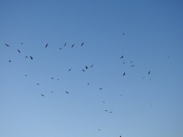 62+ Red Kites coming into roost this evening in West Wiltshire