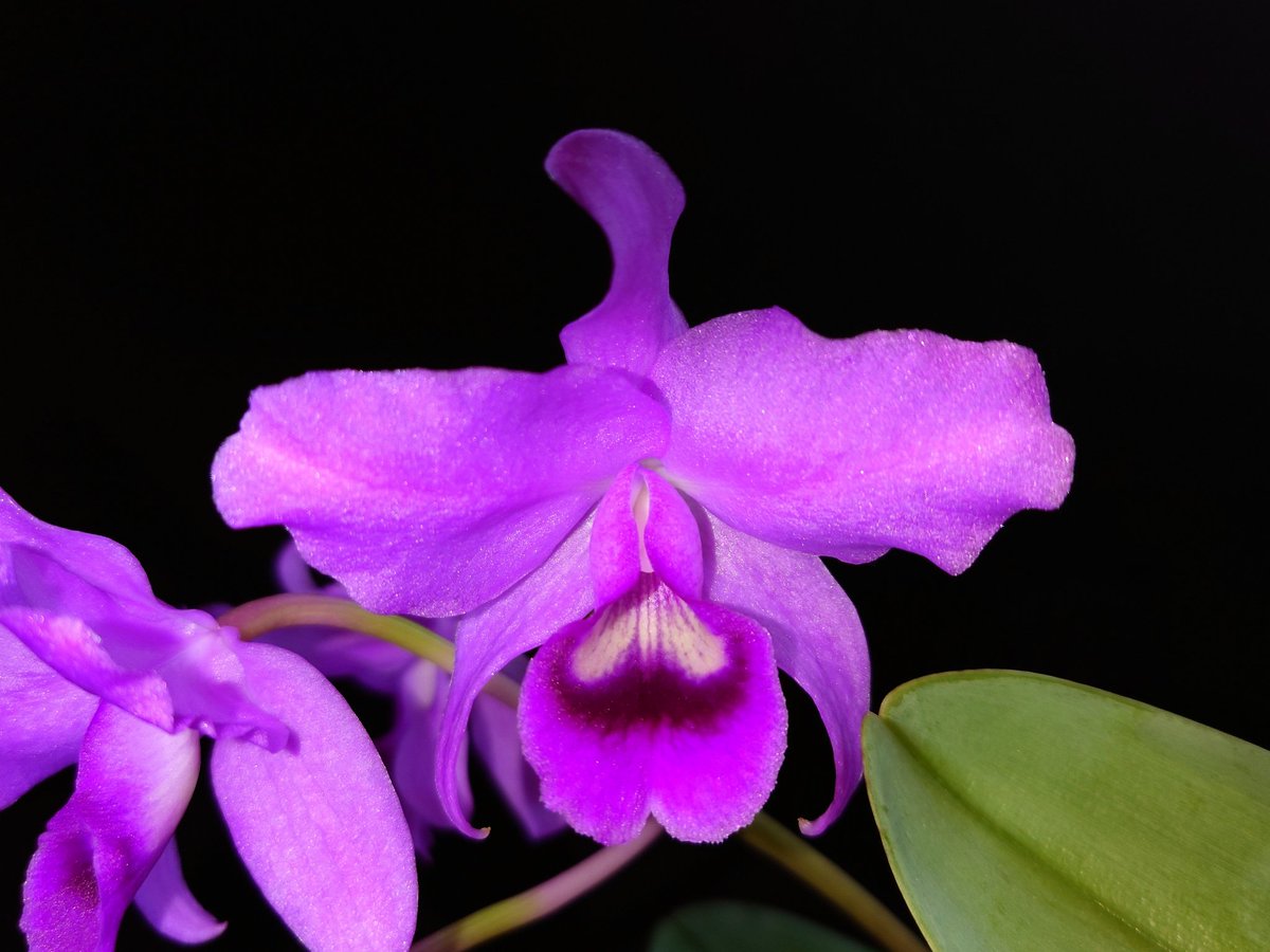 UK_Boothby's tweet photo. Cattleya bowringiana #orchid, a native to Central America including Belize and Guatemala. It has bulbous swellings at the base of its pseudobulbs, from which the roots and top growth emerge #Orchidaceae https://t.co/RywXLcYkOV