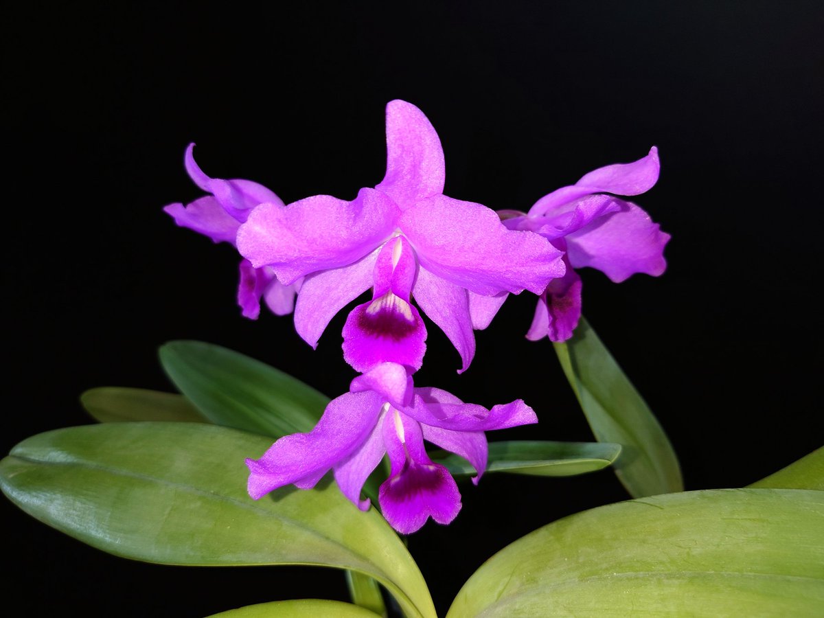 UK_Boothby's tweet photo. Cattleya bowringiana #orchid, a native to Central America including Belize and Guatemala. It has bulbous swellings at the base of its pseudobulbs, from which the roots and top growth emerge #Orchidaceae https://t.co/RywXLcYkOV