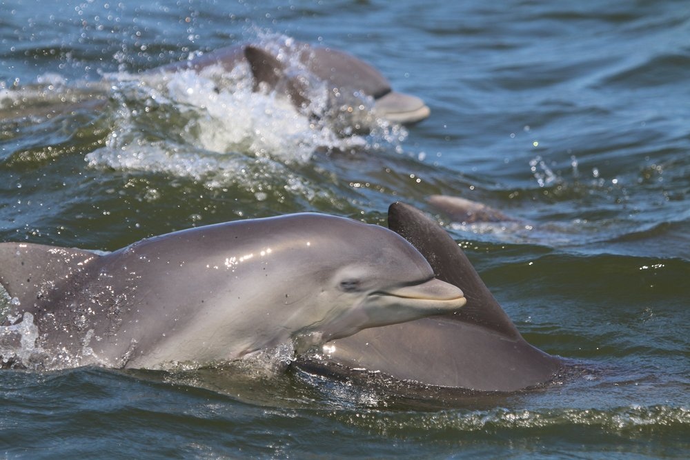 boat_ac's tweet photo. Each dolphin’s dorsal fin is unique. No two are alike, just like snowflakes or fingerprints. This can be very useful in identification🐬 Tag a dolphin lover!

#DontMissTheBoat #AtlanticCity #exploreaccoast #doac #experienceac #gardnersbasin https://t.co/UipuDvxFoS