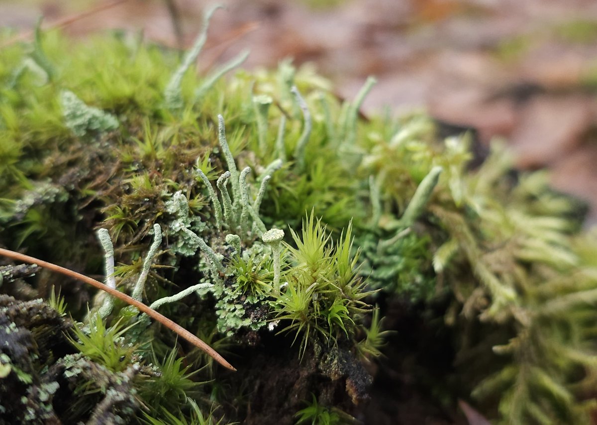 sardroid's tweet image. Z życia lasu 
#shotonsnapdragon
#galaxys23ultra
#promode