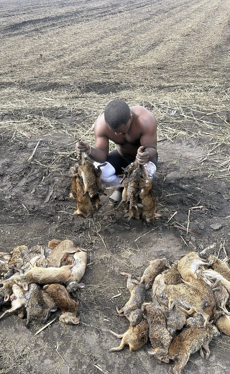 Never gets boring 🔥🐇 #muckcity #chasingrabbits