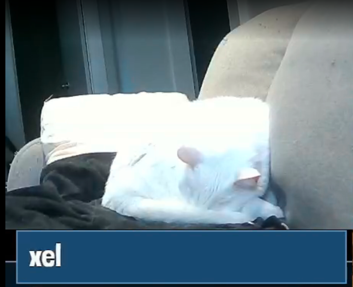 Thought it might be chilly outside (and inside it seems) Eddie is supporting @xeltweet's FFXIV All MSQ (2.0-6.0) pre-show run in his own way
Join us on:
twitch.tv/reallyreallylo…