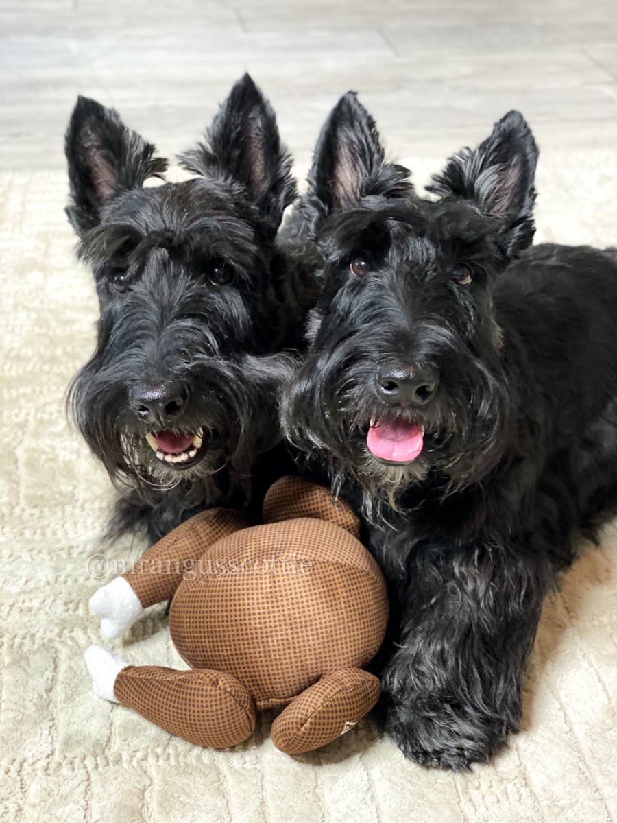 Happy Thanksgiving from these two pups! #HappyThankgiving