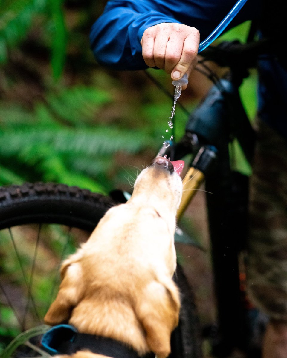 platyhydration's tweet image. No pup cup? No problem. 
*But we should definitely stop to get one on the way home 🐕 * 
ow.ly/UNBW50Qb7fh
📸: Colin Wiseman (IG: @colin_wise_man)