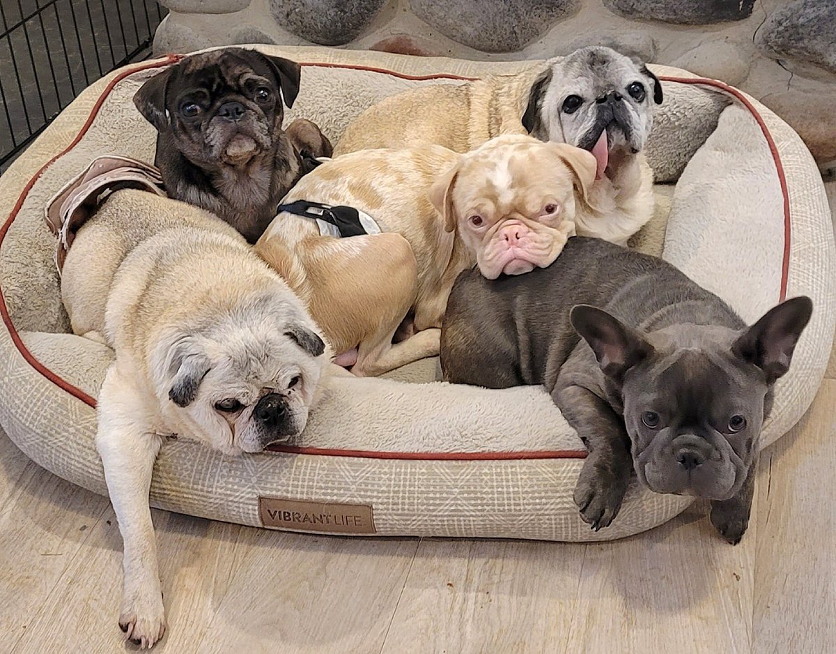 We are getting ready to go on a rescue mission. Pictures and videos to follow. Meanwhile, check these dudes out!!!
#pug #pugs #pugpartyplusone #frenchie #frenchbulldog